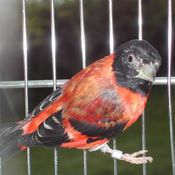 Red Siskin